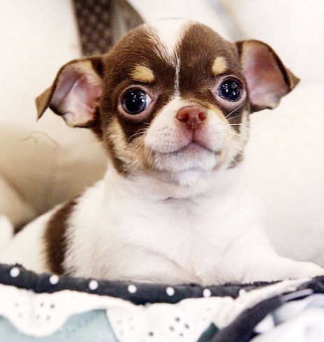 teacup chihuahua