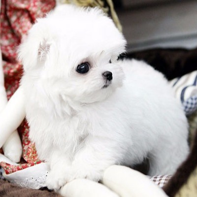 teacup maltese puppies for sale