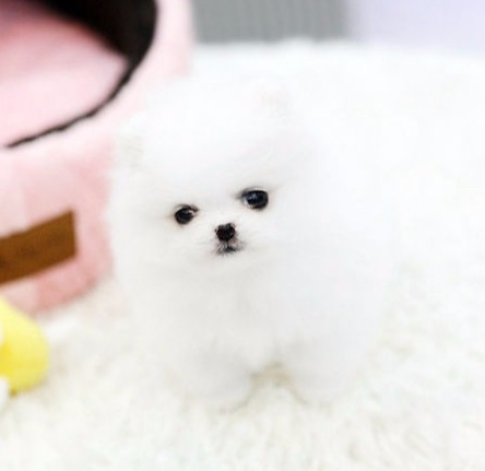 teacup Pomeranian 