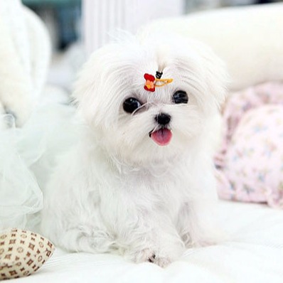 teacup maltese for sale