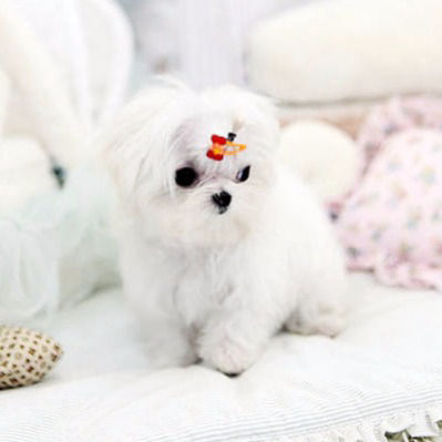 teacup maltese