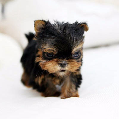 teacup yorkie