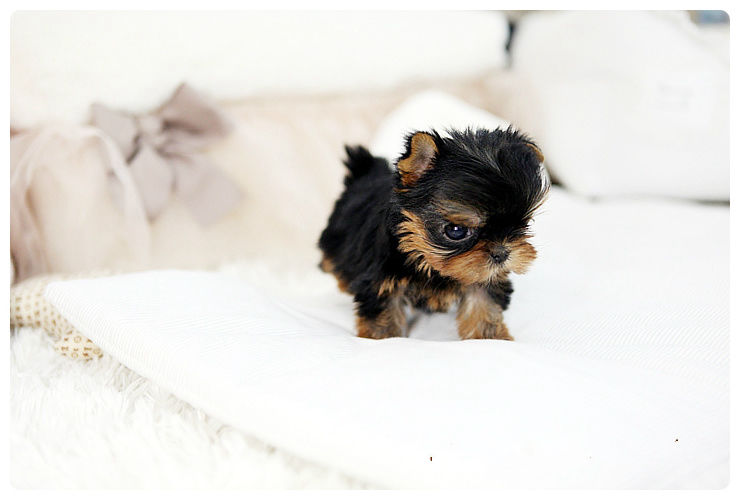 teacup yorkie for sale near me