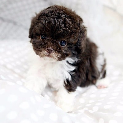 teacup poodle