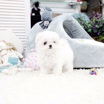 cheap teacup maltese for sale