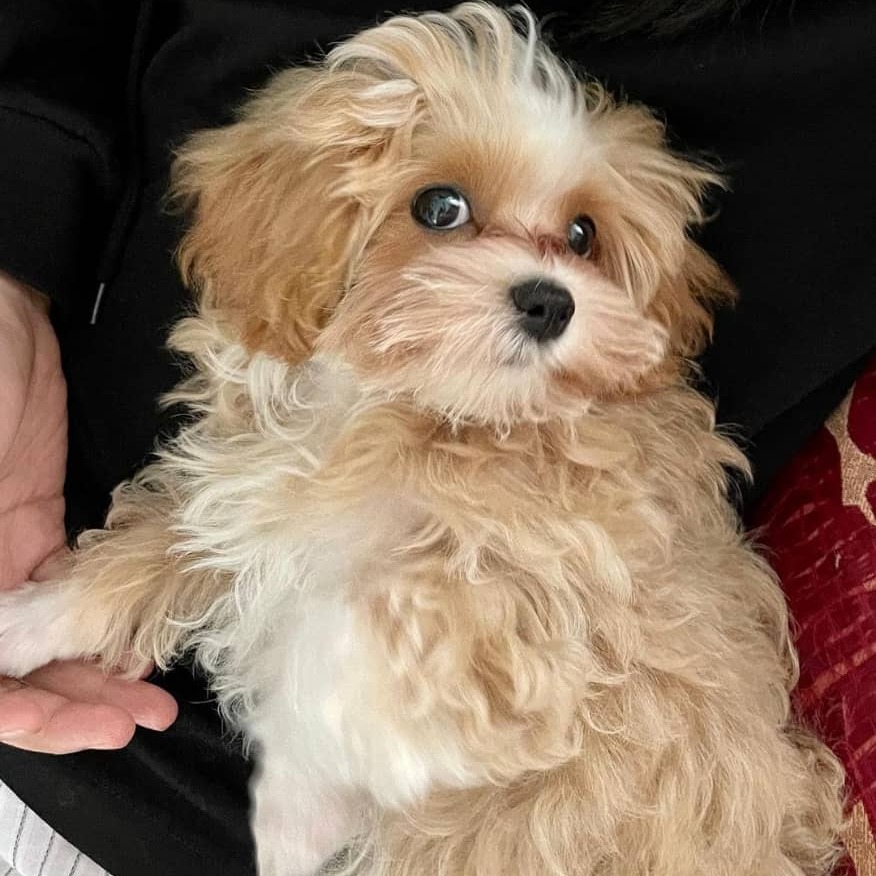 Toy teacup Maltipoo