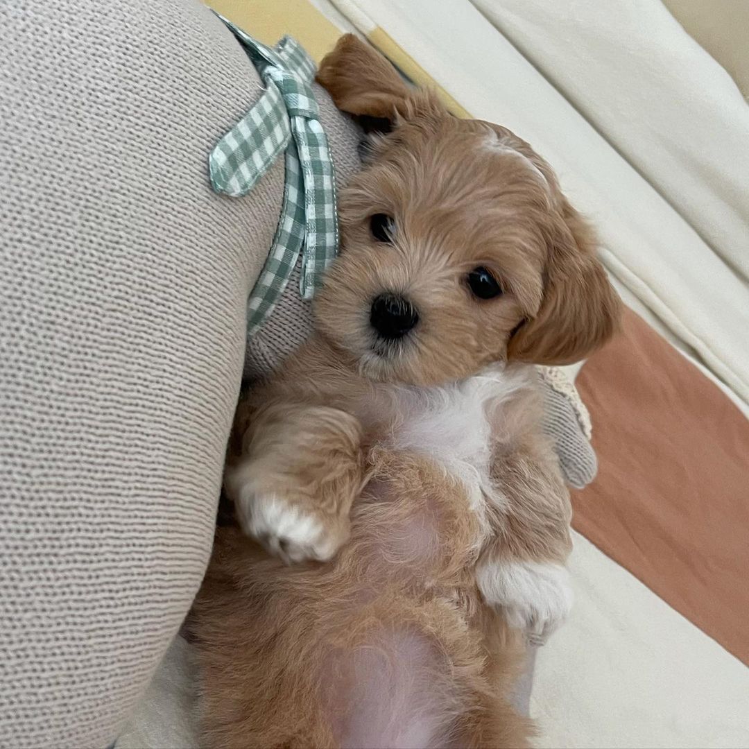 Toy teacup Maltipoo