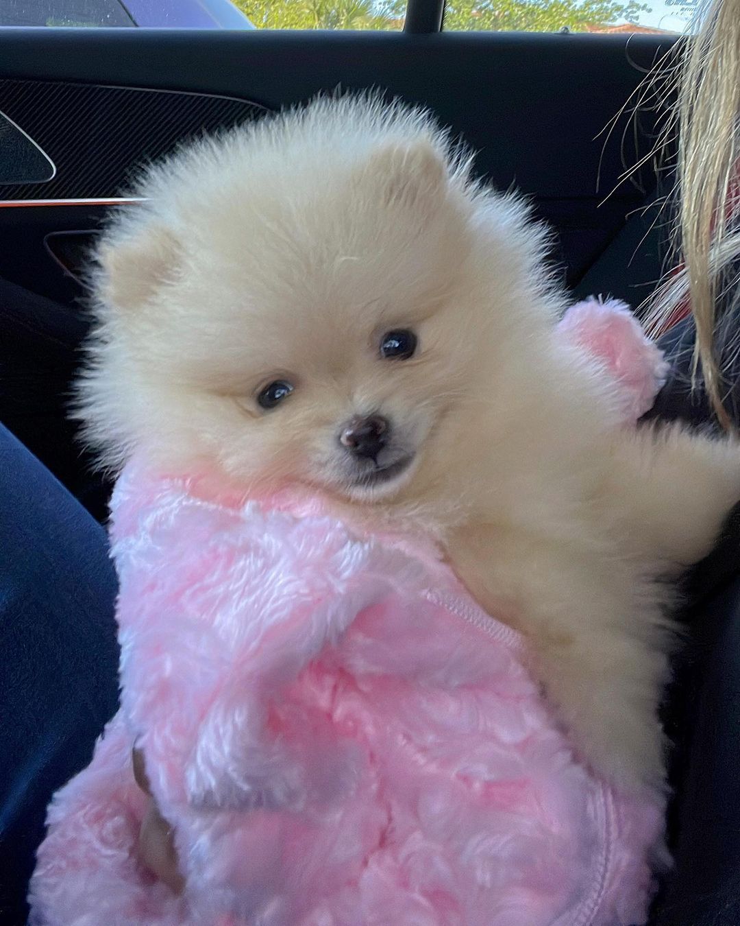 teacup pomeranian puppies for sale