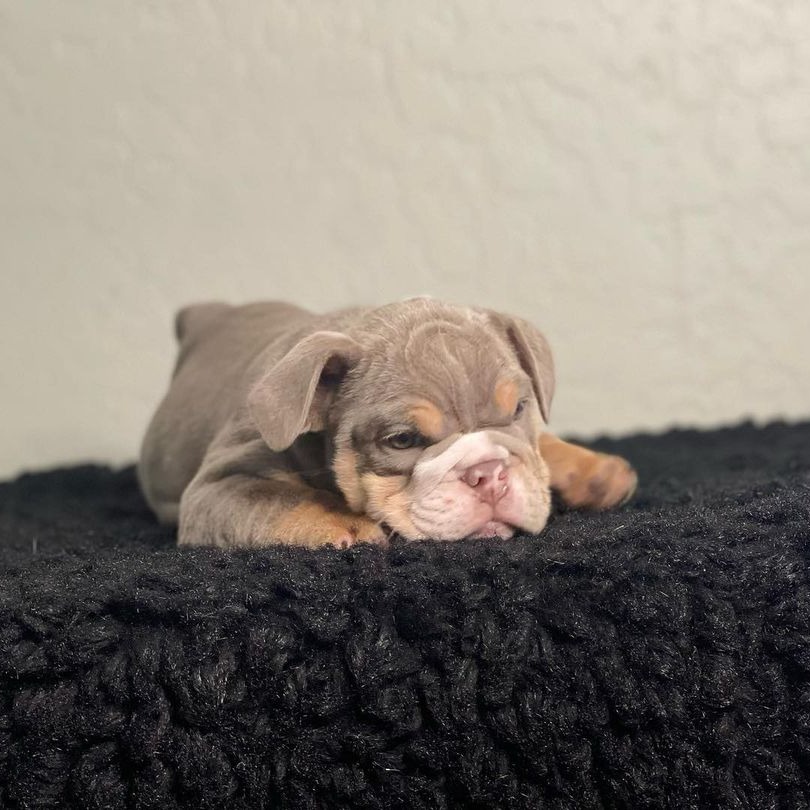 White and grey english bulldog