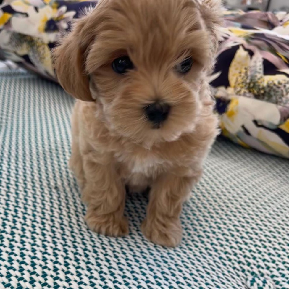 Toy teacup Maltipoo