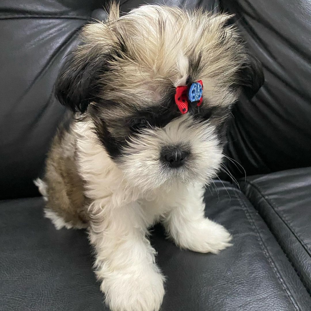 teacup Shih tzu for sale near me