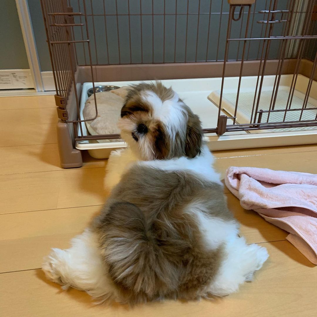 teacup Shih tzu for sale near me