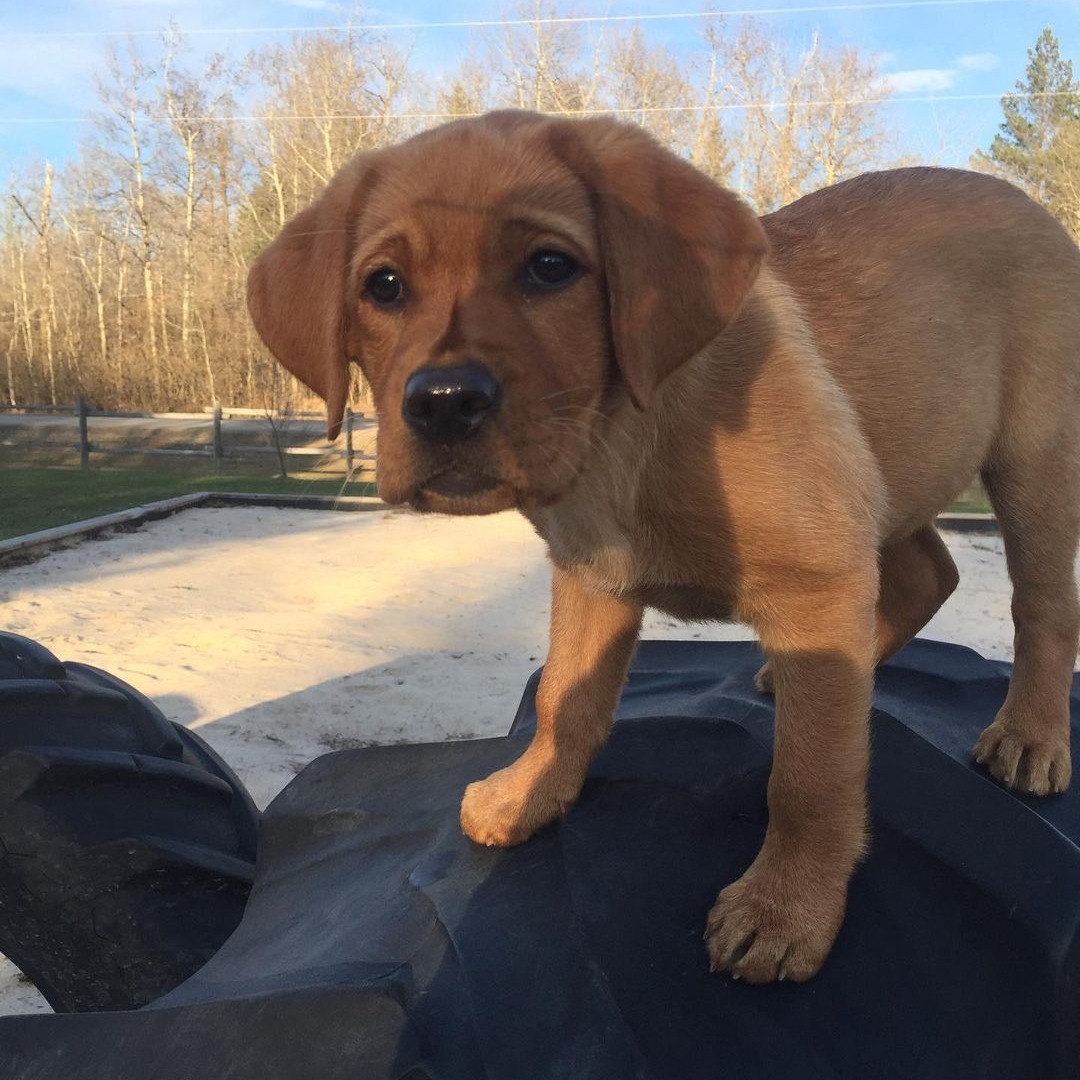 Toy teacup Cavalier King Charles Spaniel for sale