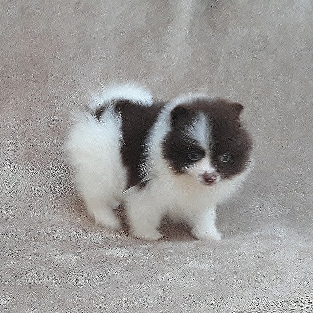 teacup pomeranian for sale near me