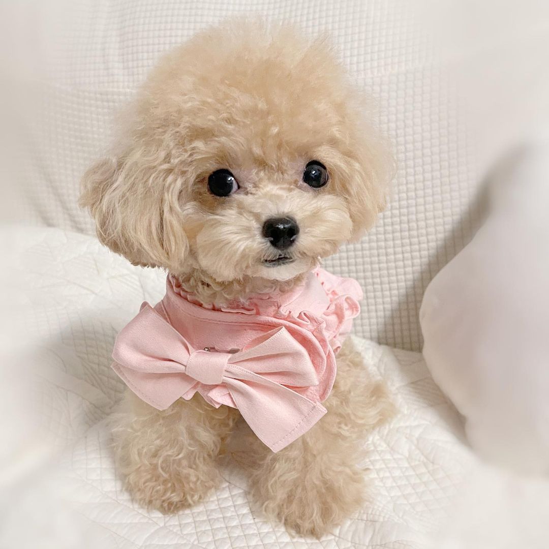 teacup poodle for sale