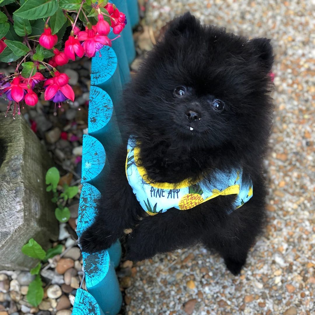 teacup pomeranian for sale