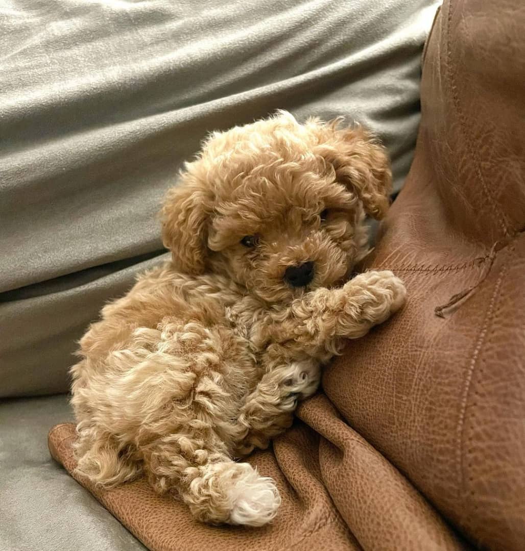 teacup poodle for sale