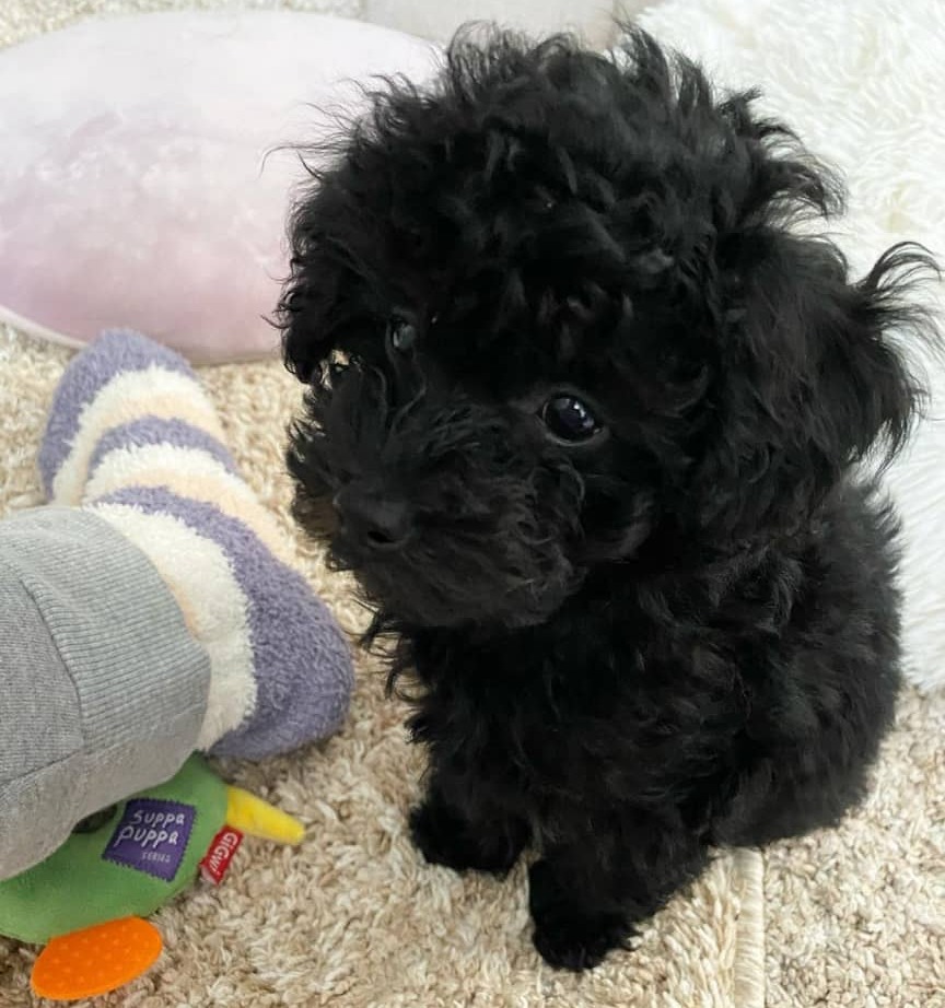 toy poodles for sale