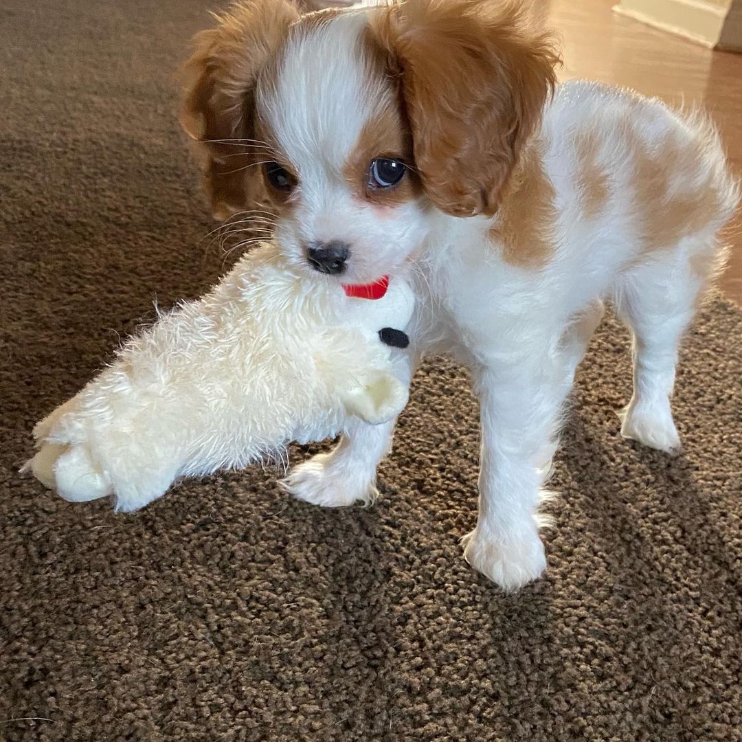 Toy teacup Cavalier King Charles Spaniel for sale