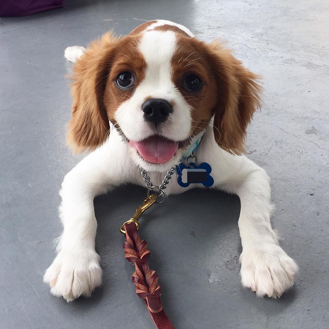 Toy teacup Cavalier King Charles Spaniel for sale