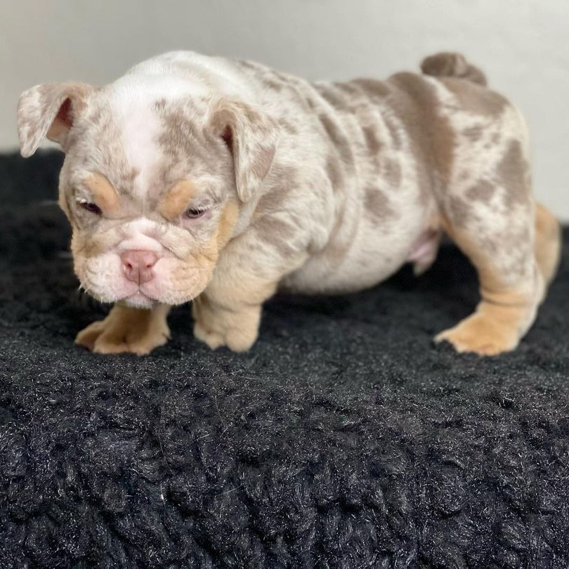 grey english bulldog