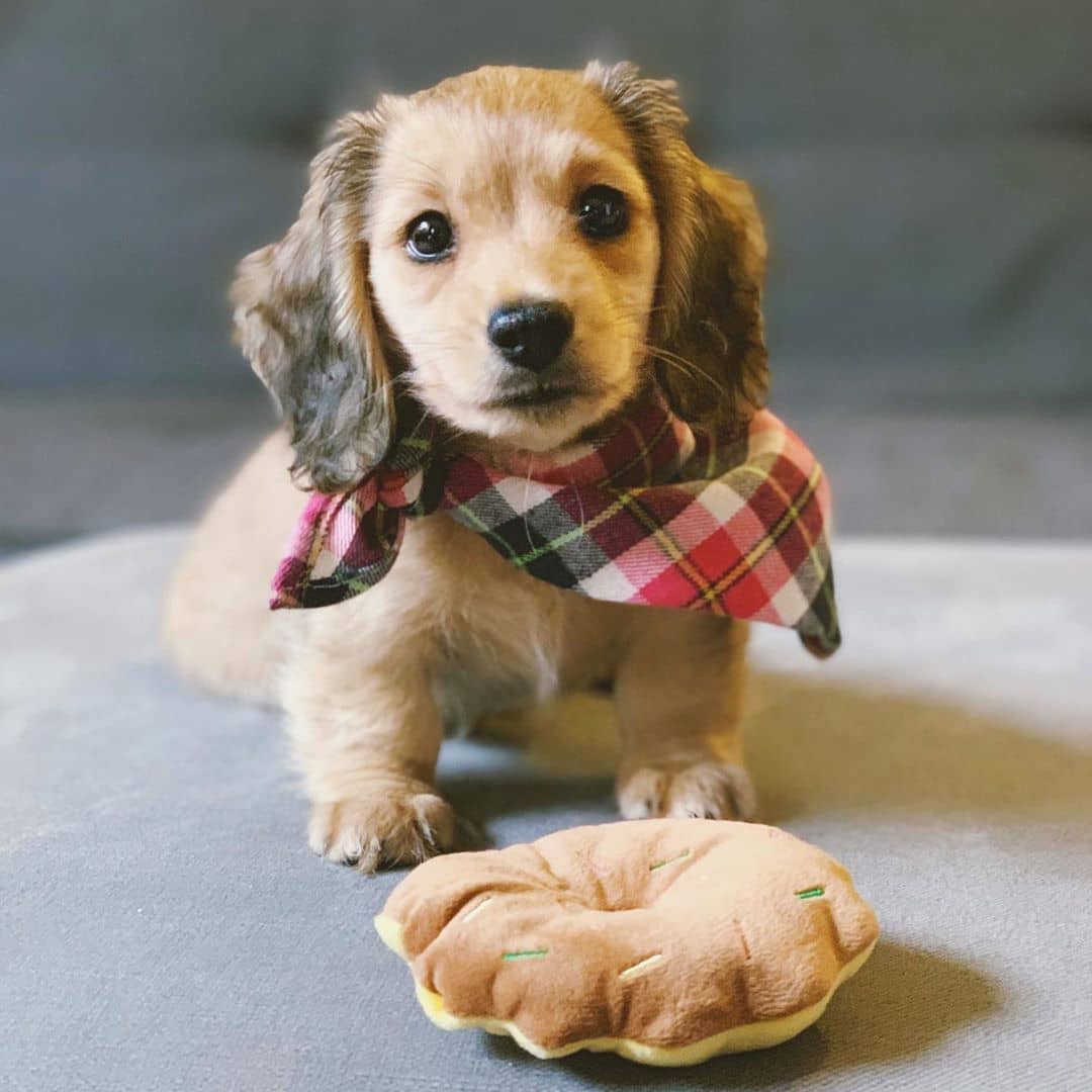 Toy teacup Cavalier King Charles Spaniel for sale