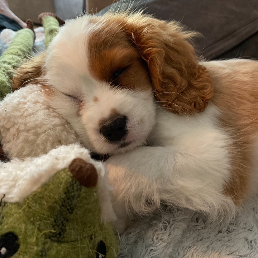 Toy teacup Cavalier King Charles Spaniel for sale