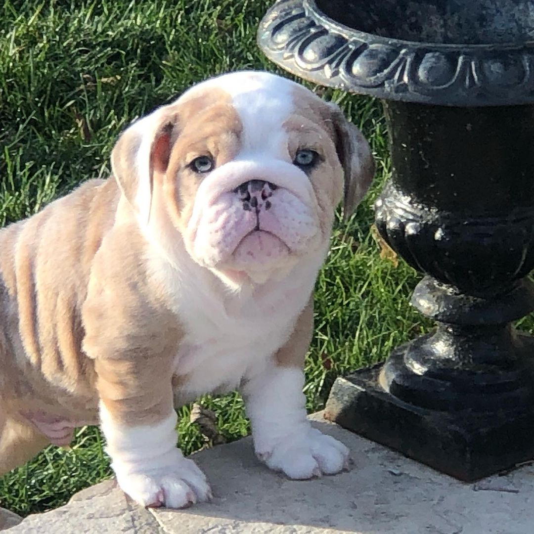 Orange and white English bulldog