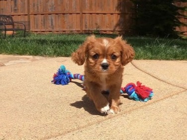 cavalier king charles spaniel for sale