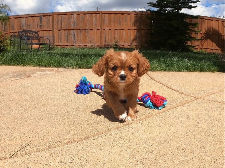 Cavalier King Charles Spaniel for sale