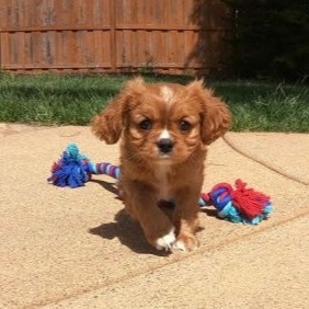 teacup and miniature king charles