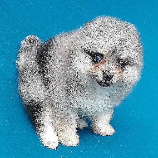 pomeranian for sale