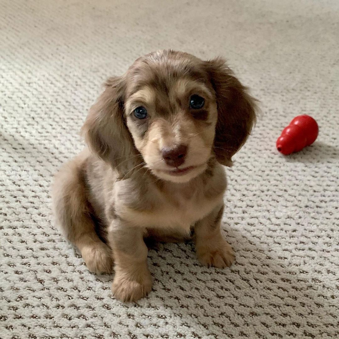 Toy teacup Cavalier King Charles Spaniel for sale