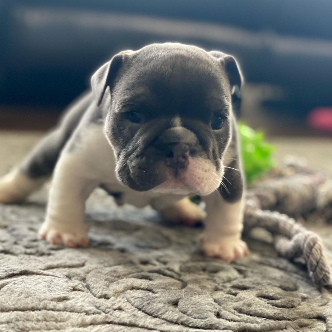 black and white english bulldog