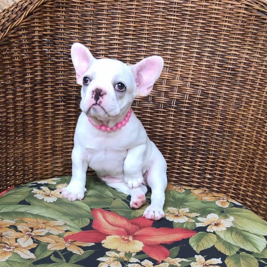 white miniature French Bulldog