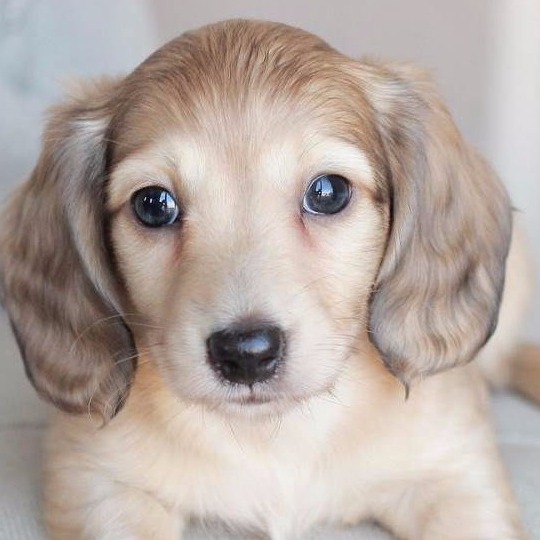 miniature dachshund