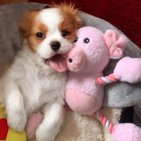 Cavalier King Charles Spaniel for sale