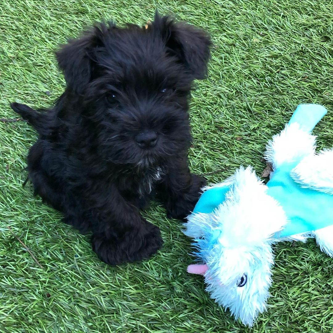 teacup schnauzer for sale