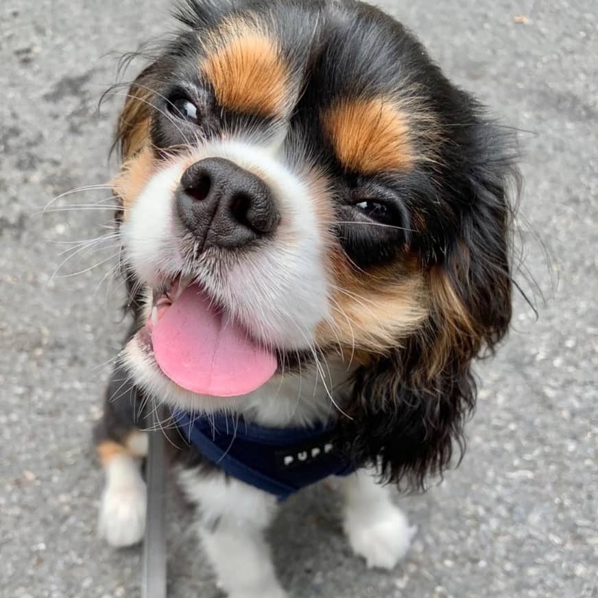 teacup Cavalier King Charles Spaniel for sale near me