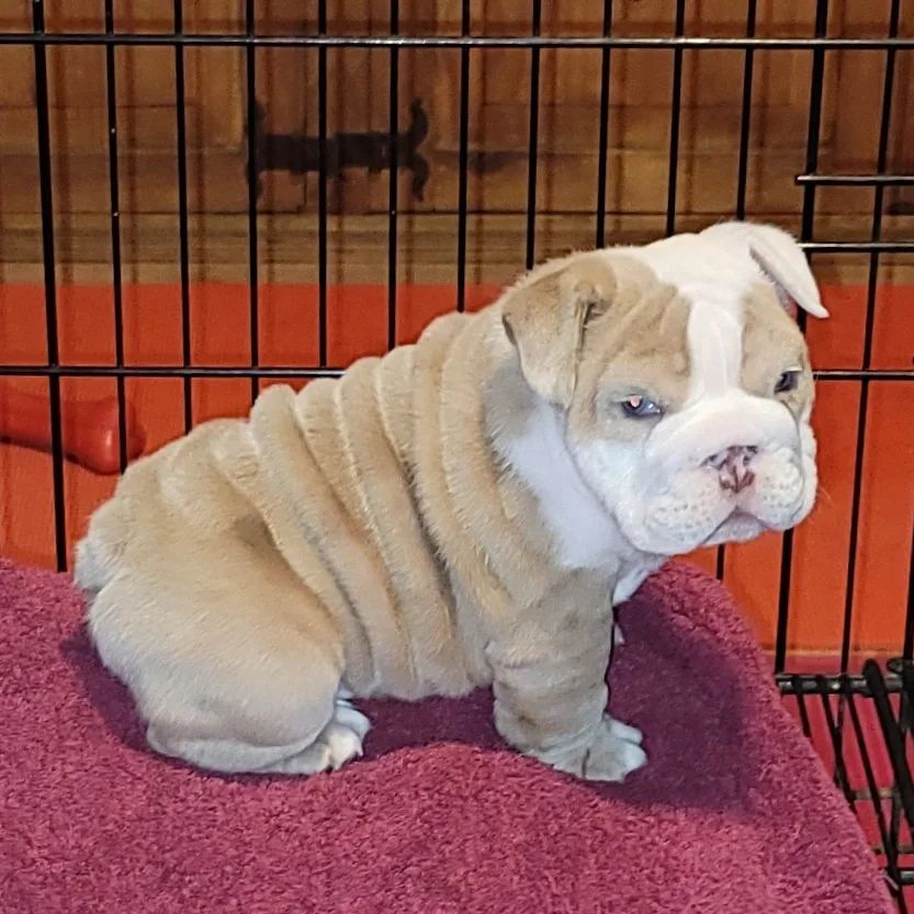 orange and white english bulldog