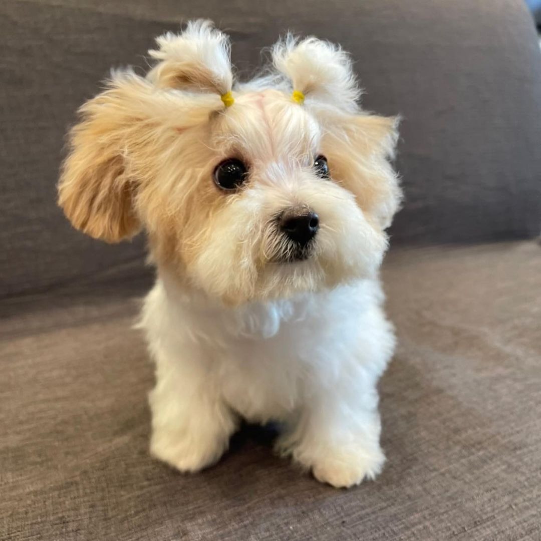 female Maltipoo puppies for sale