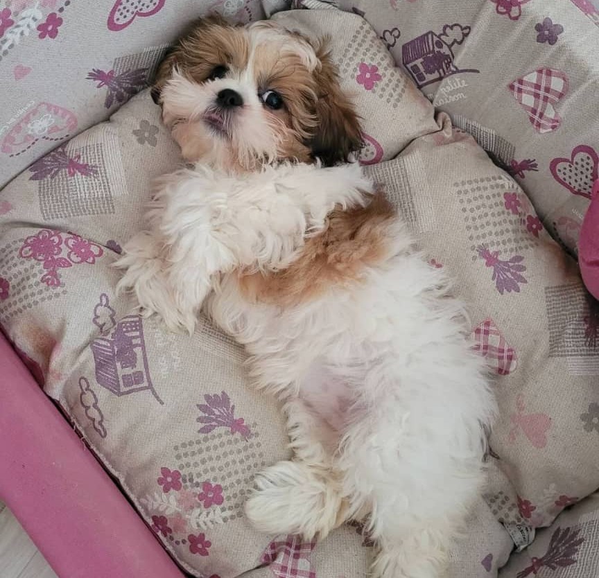 teacup Shih tzu for sale near me