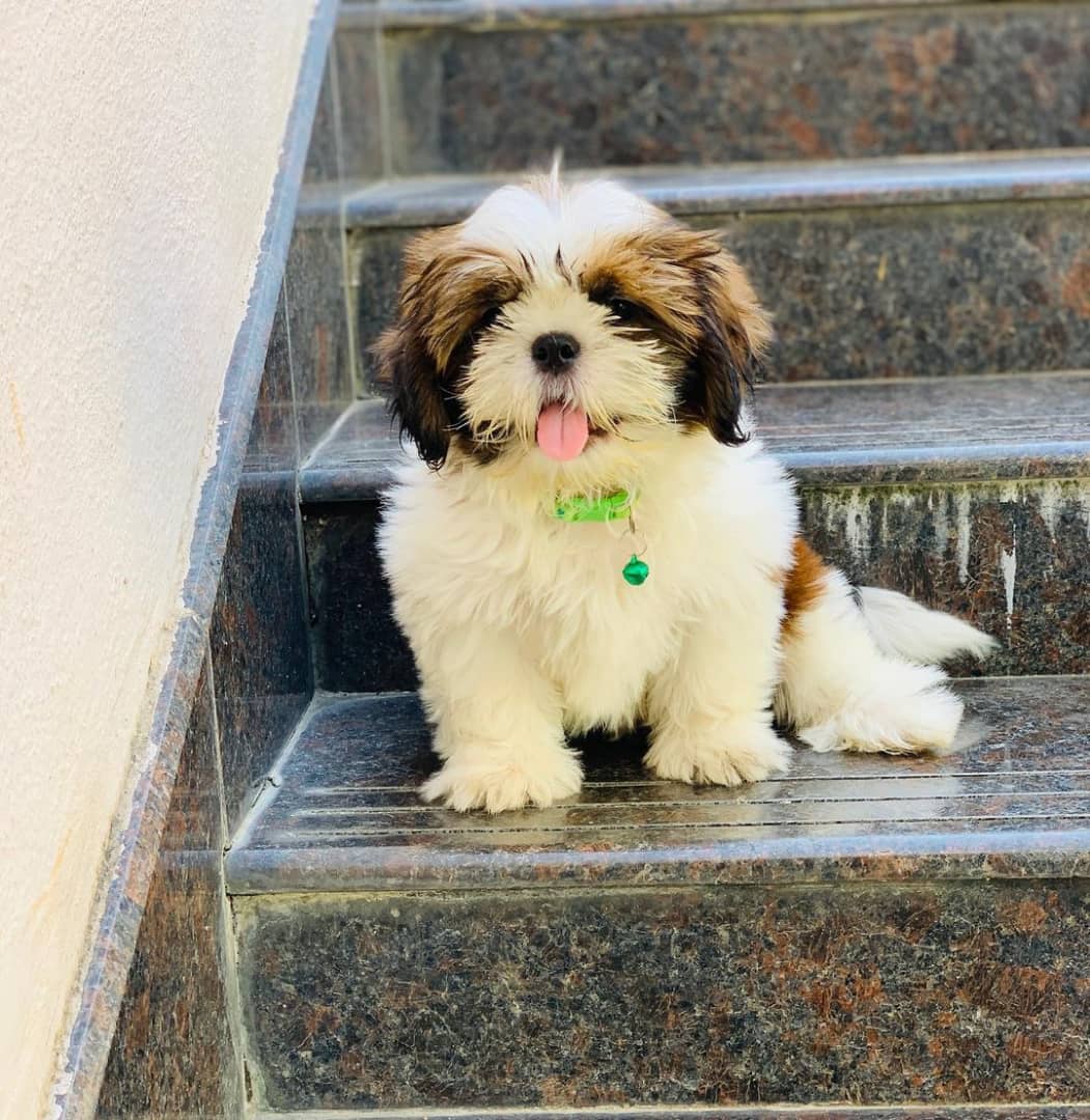 teacup Shih tzu for sale