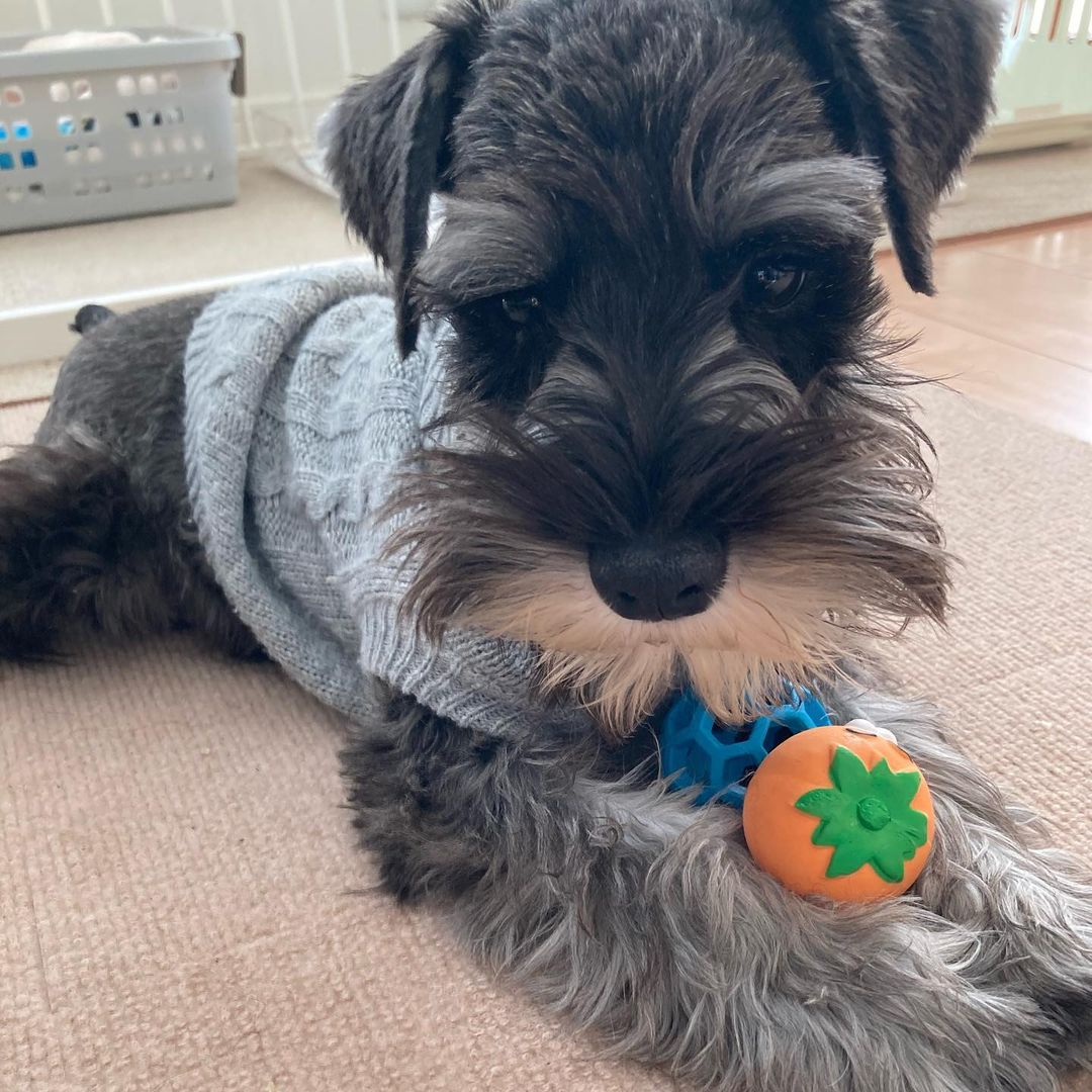 schnauzer for sale