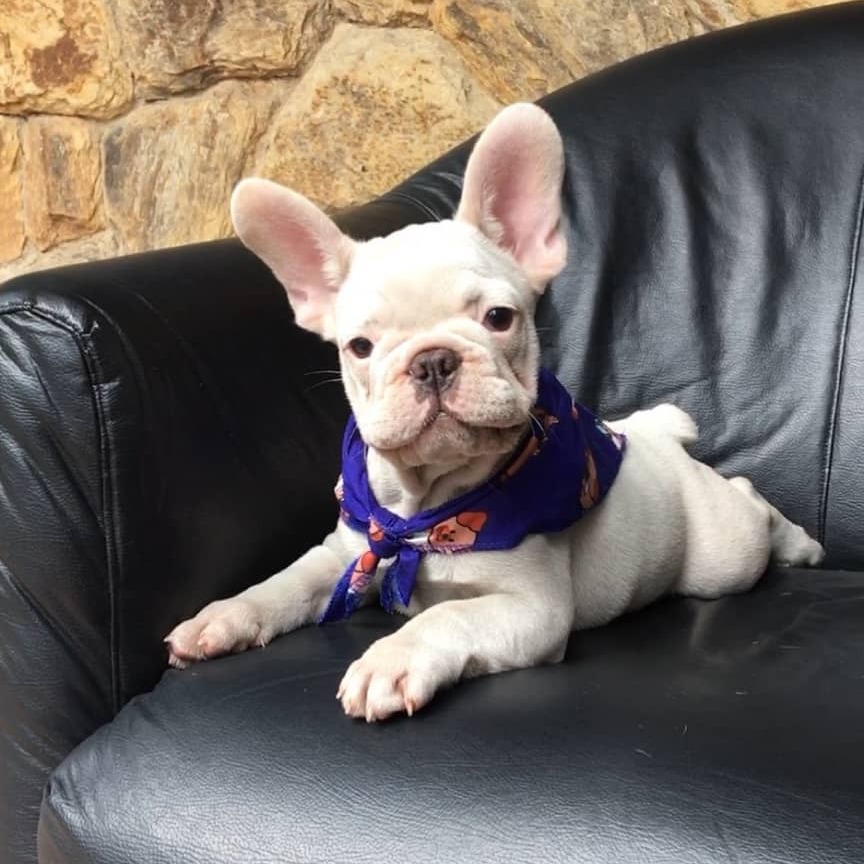 white miniature French Bulldog