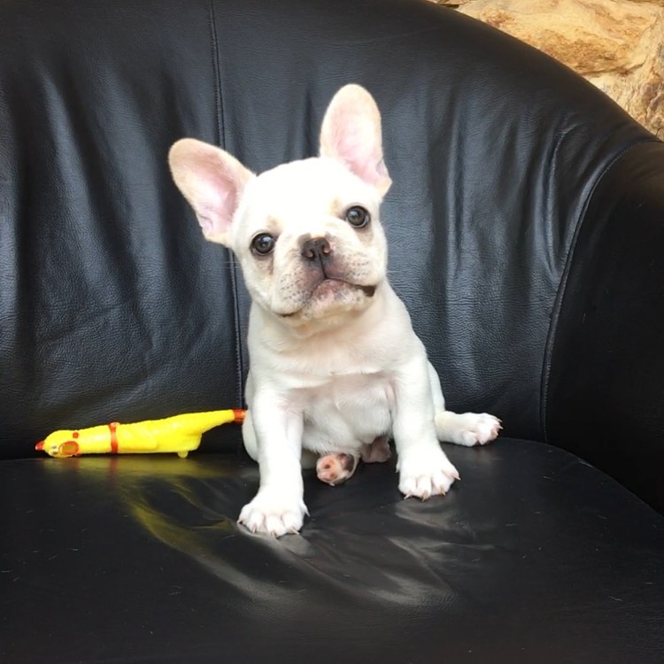 white miniature French Bulldog