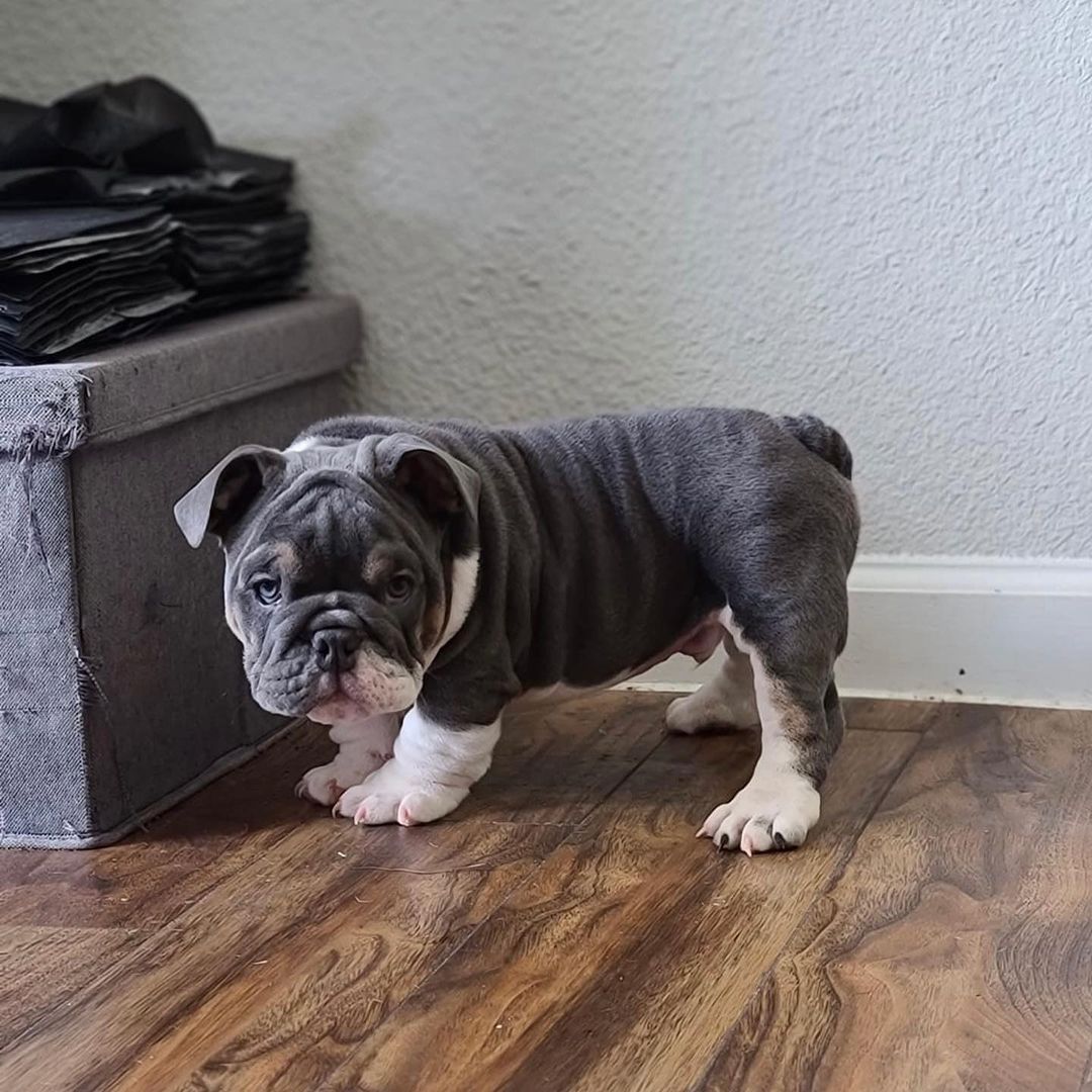 black and white english bulldog