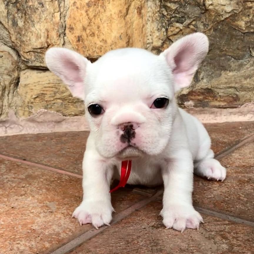 white French Bulldog