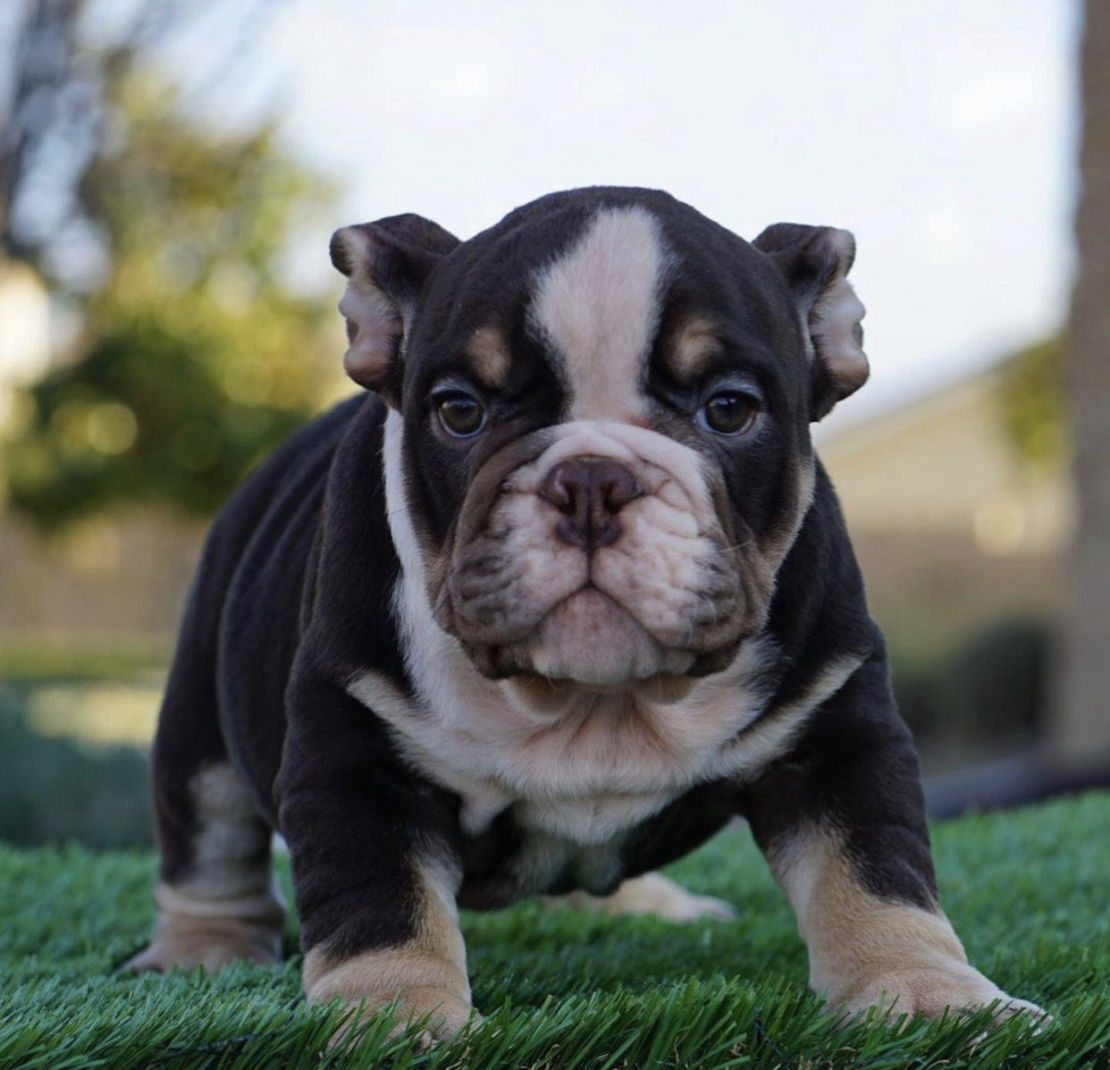 Miniature/Teacup English Bulldogs