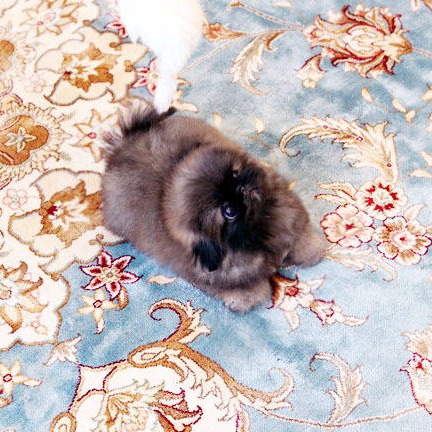 Teacup and Toy Pekingese